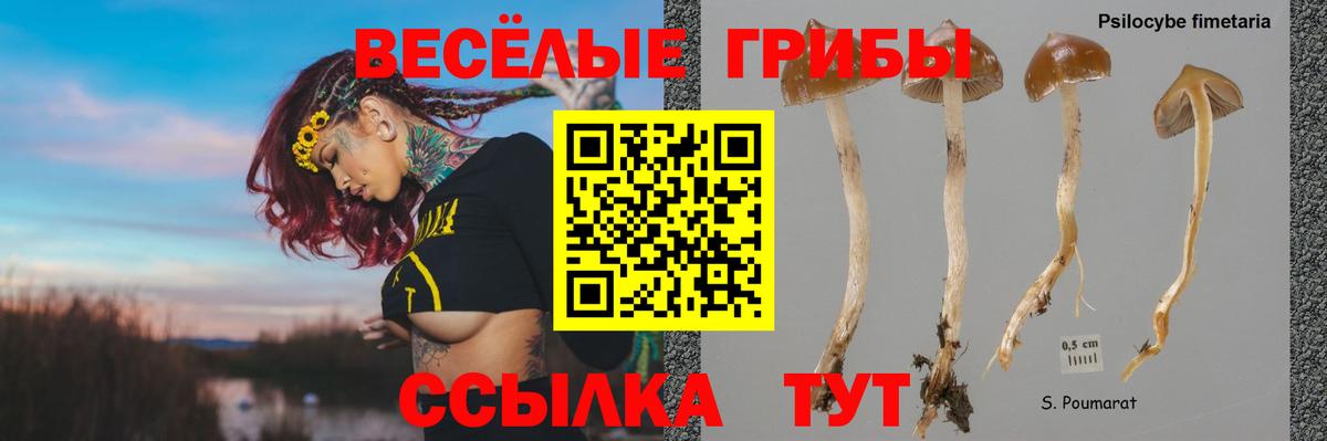 Псилоцибиновые грибы Psilocybe  Вход с VPN  Котовск 